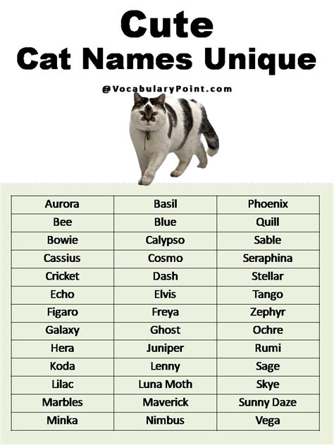 Most Popular Cute Cat Names - Vocabulary Point