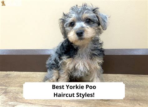 14 Best Yorkie Poo Haircut Styles!