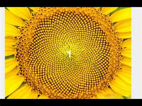 Fibonacci spirals in sunflowers - YouTube