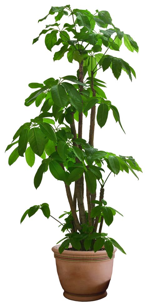 Plant Transparent Png ,HD PNG . (+) Pictures - vhv.rs