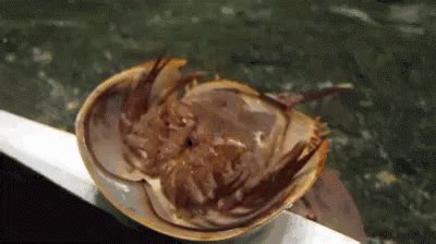 Horseshoe Crab GIF - Horseshoe Crab Shellfish Kerang - 发现和分享 GIF