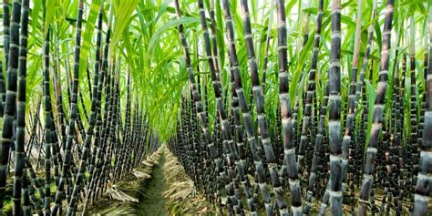 Making Fortune From Sugarcane Farming