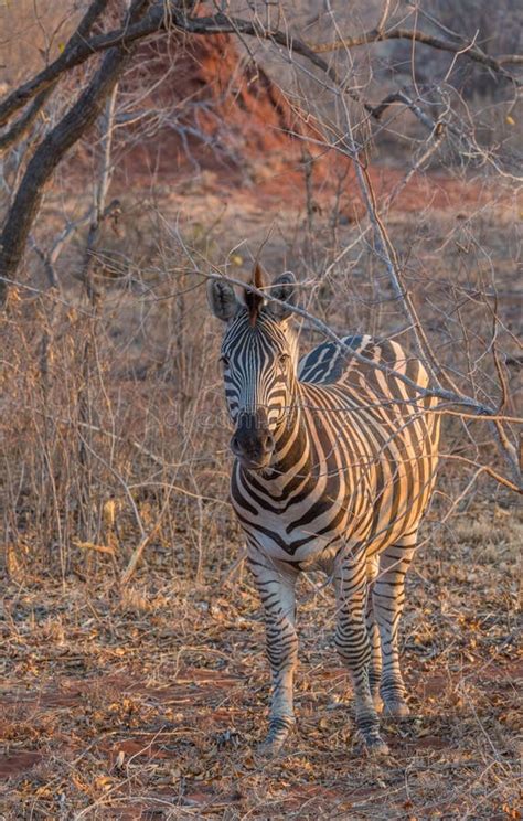 Zebra in natural habitat stock photo. Image of vlaktekwagga - 8490240