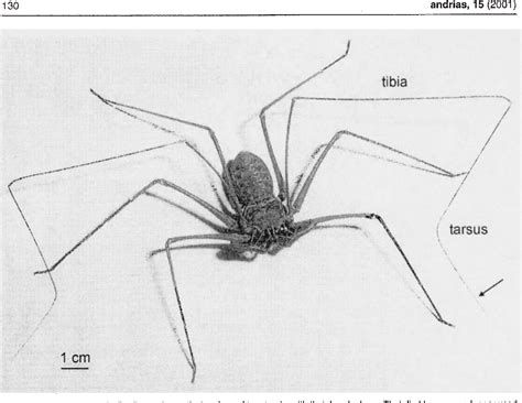 Figure 1 from Sensory Biology of Whip Spiders (Arachnida, Amblypygi ...