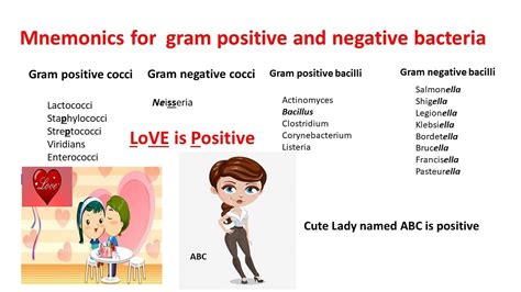 Gram Negative Rods And Gram Positive Cocci