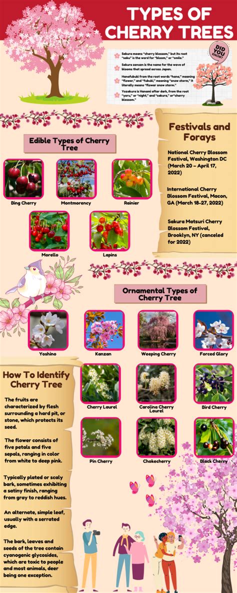 15+ Different Types of Cherry Trees (Chart, Pictures and Facts)