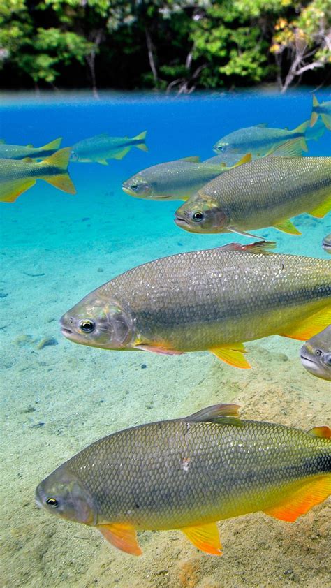 Characins or Piraputangas, Brycon hilarii, Balneario Municipal, Bonito ...