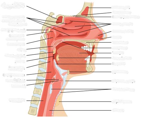 Upper Airway Anatomy Diagram Diagram | Quizlet