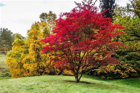 Japanese Maple Tree Leaves Turning Yellow - agnesaupair