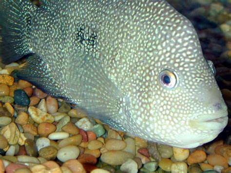 Texas And Green Terror Breeding - Arofanatics Fish Talk Forums