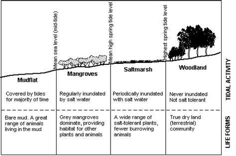 A cross section of the intertidal zone showing typical zonation of ...