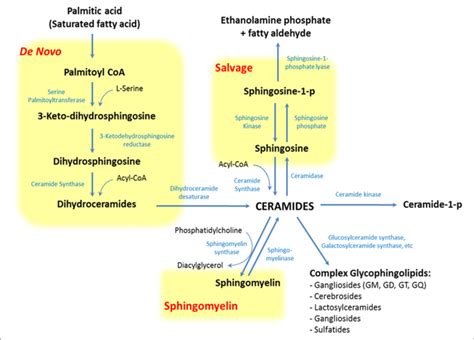 | Pathways of sphingolipid metabolism. Sphingolipids have three major ...