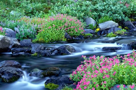 Flores y plantas a orillas del río (70908)