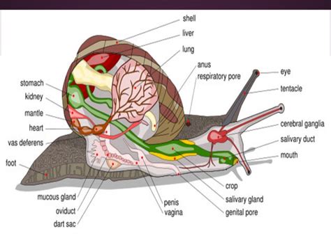 Phylum Mollusca