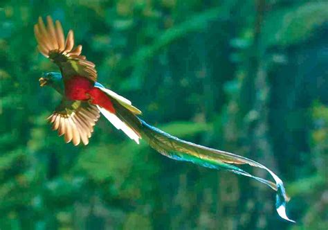 Ancient Cosmic Knowledge: The Quetzal Bird and the Maya