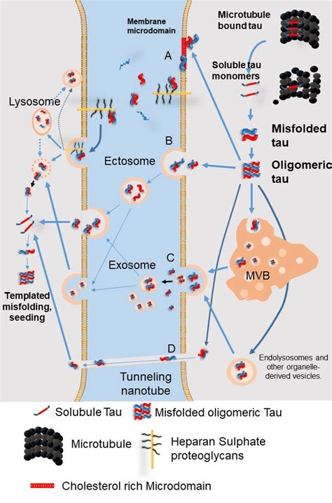 The secretion pathways of pathological tau protein. (A) Direct ...