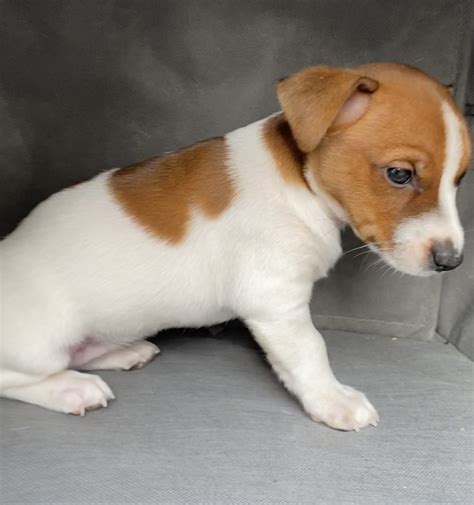 Jack Russell Terrier Puppies For Sale Port Washington Ny 350470 | Free ...