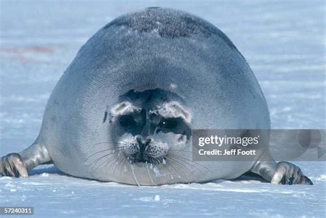 357 Fat Seal Stock Photos, High-Res Pictures, and Images - Getty Images