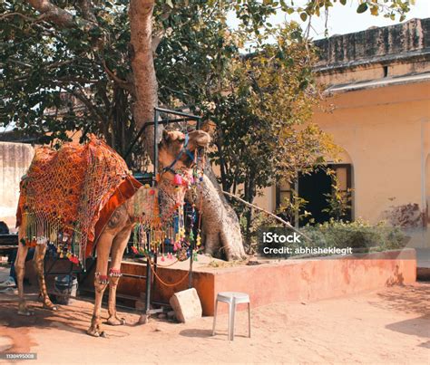 Camel Decorated In The Traditional Rajasthani Way Stock Photo ...