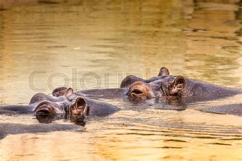 African hippo in their natural habitat. ... | Stock image | Colourbox