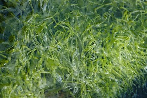 Seaweed Extract Uses in Agriculture: A Step-By-Step Guide for Beginners