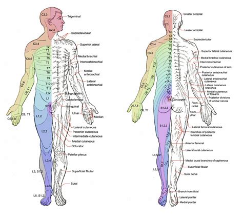 Dermatome And Myotome Of Cervical Plexus Dermatomes Chart And Map ...