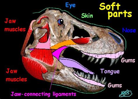 Tyrannosaurus Rex Fossil Locations