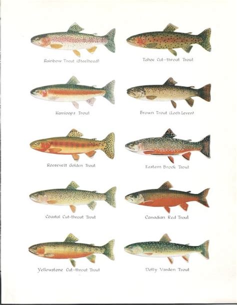 Trout Types Vintage Fish Illustration 1960s