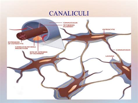 Bone structure and clinical importance