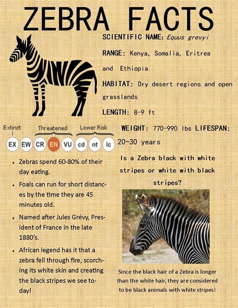 15,000 Zebras used to roam the plains of Africa, but today there are ...