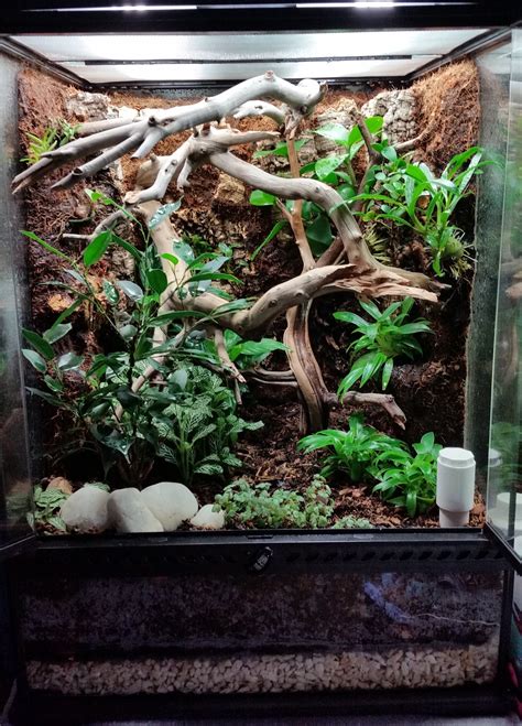 Best Terrarium For Crested Gecko: Review And Guide 2023