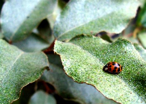 Ladybug Ladybug all dressed in red | Ladybug, ladybug all dr… | Flickr