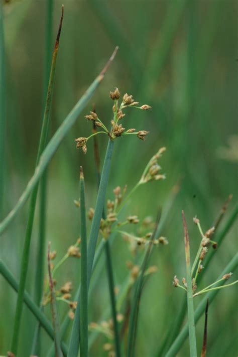 Wetland Plants Inc