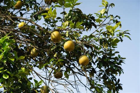 Premium Photo | Pomelo fruit tree