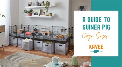 The Truth About Guinea Pig Cage Sizes | Kavee