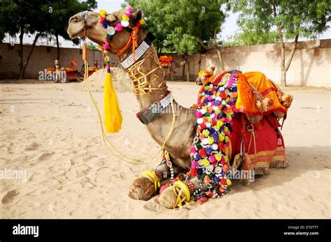 Decorated camel in ; Rajasthan ; India Stock Photo - Alamy