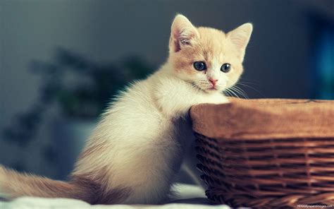 Cute cat wallpaper for laptop | Icon