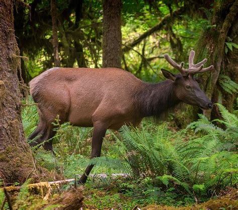 Visit the Hoh Rain Forest | Things To Do | The Olympic Peninsula