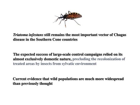 PPT - Wild Triatoma infestans , a potential threat that needs to be ...