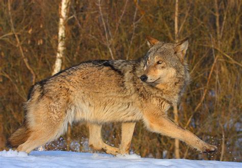 Wildlife thriving in Chernobyl exclusion zone: Lynx, boar, deer and ...