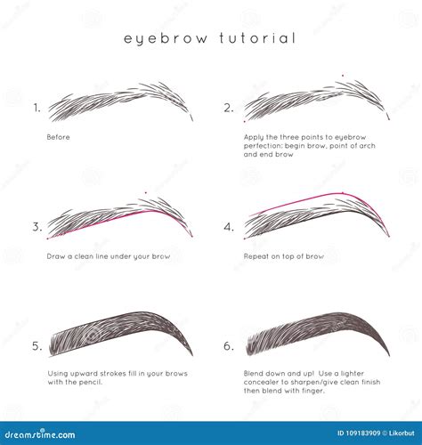 Eyebrow Tutorial stock vector. Illustration of line - 109183909