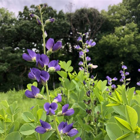 MN Native Blue Wild Indigo Plants | Natural Shore Technologies