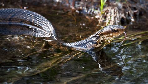 Swamp Animals of the Bayou & Their Teeth | Dentist in Baton Rouge