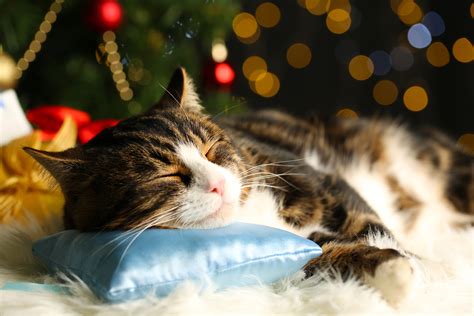 Cute cat lying on carpet with Christmas decor - Stay-N-Play Pet Ranch