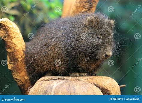 Cuban hutia stock photo. Image of pilorides, desmarest - 28343092