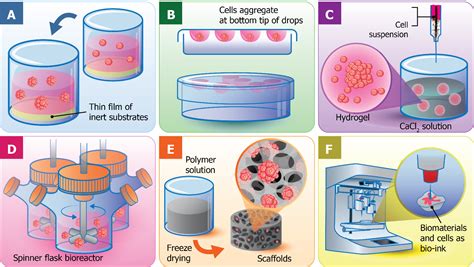 Cell Culture Process Flow Diagram Mammalian Cell Culture: Th