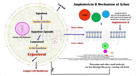 Topic (61) Antifungal Drugs | Amphotericin B = Mechanism of Action ...