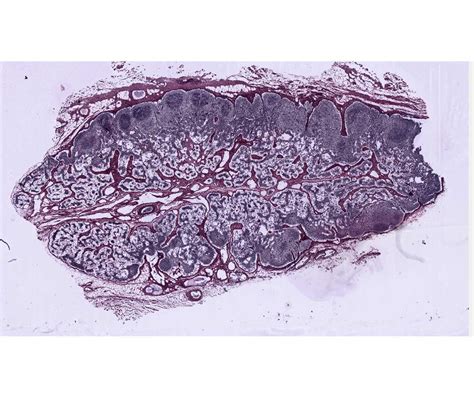 Histology Laboratory Manual