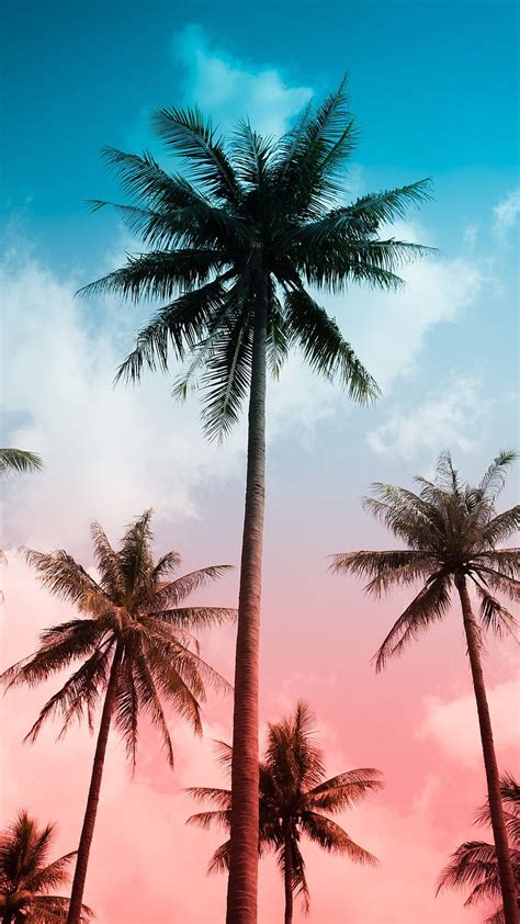 Palm Trees On The Beach Wallpaper