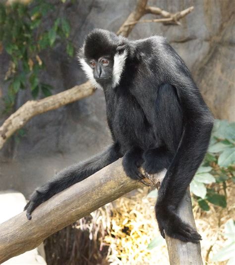 Gibbon Got the Blues | Smithsonian Photo Contest | Smithsonian Magazine